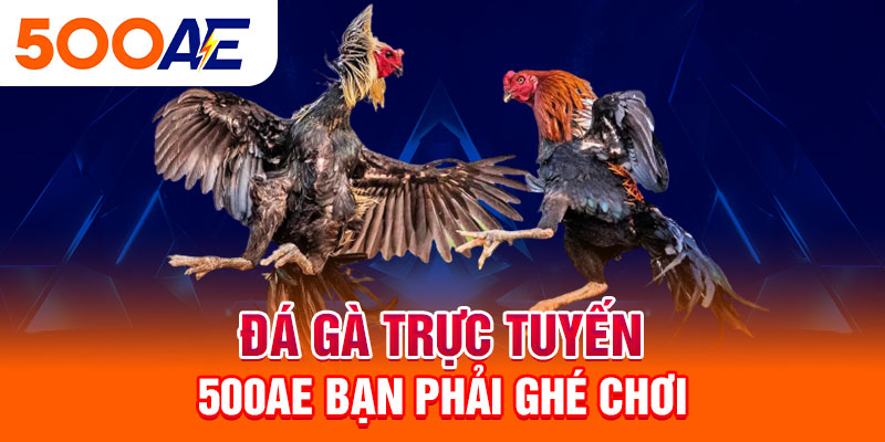 Đá gà trực tuyến 500Ae bạn phải ghé chơi 