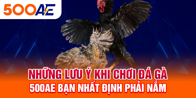 Những lưu ý khi chơi đá gà 500Ae bạn nhất định phải nắm